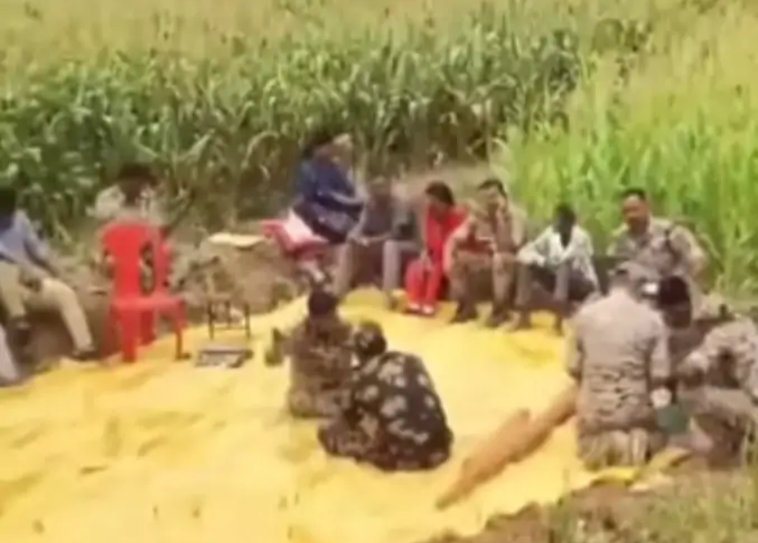 छत्तीसगढ़ में अफीम के बाद अब मक्के की आड़ में गांजे’ की खेती : कोंडागांव पुलिस का बड़ा खुलासा, दो किसान गिरफ्तार…