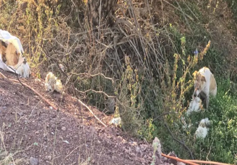 बिलासपुर के बाद अब तखतपुर में ‘बर्ड फ्लू’ का बम ! बाईपास पर लावारिस मिलीं सैकड़ों मृत मुर्गियां, दहशत में ग्रामीण…