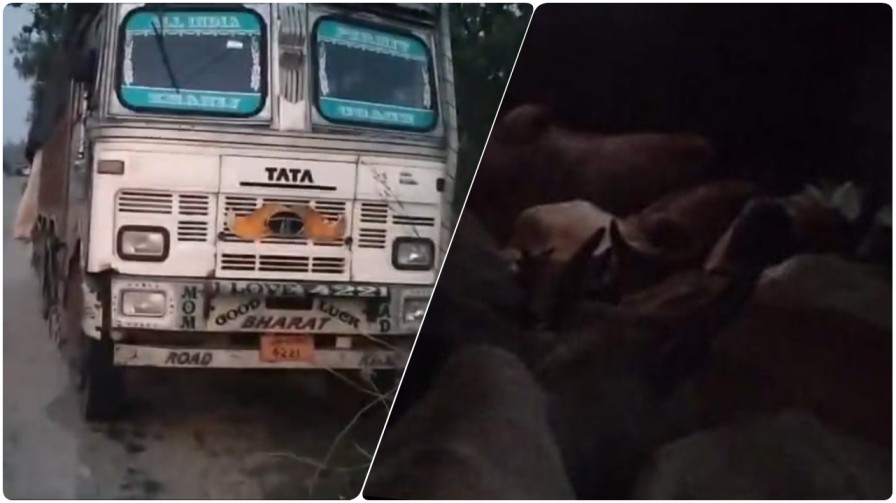 जशपुर पुलिस का ‘ऑपरेशन शंखनाद’: नाकेबंदी तोड़ भाग रहे ट्रक से 38 गौ-वंश मुक्त, तस्कर फरार…