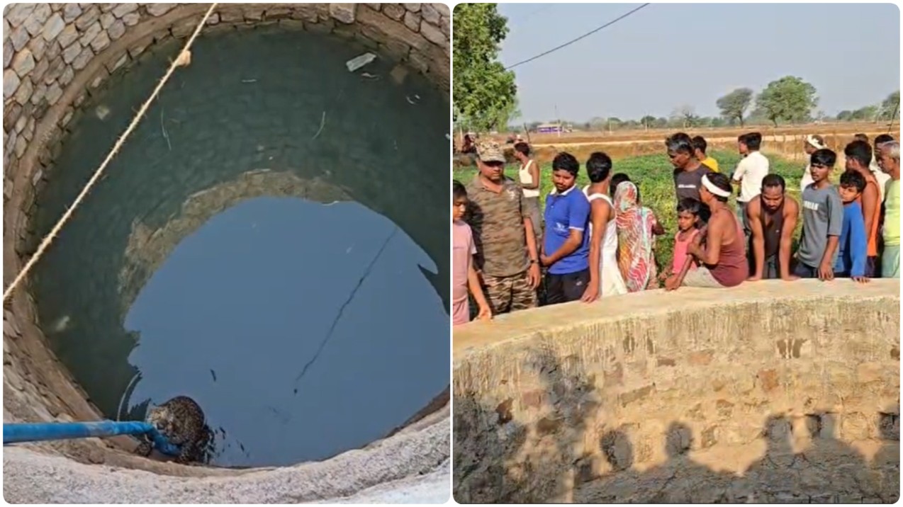 बालोद : कुएं में गिरा 4 वर्षीय तेंदुआ, मोटर पाइप के सहारे टिकी जिंदगी…