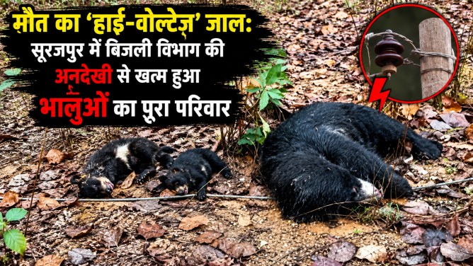 मौत का ‘हाई-वोल्टेज’ जाल: सूरजपुर में बिजली विभाग की अनदेखी से खत्म हुआ भालुओं का पूरा परिवार…