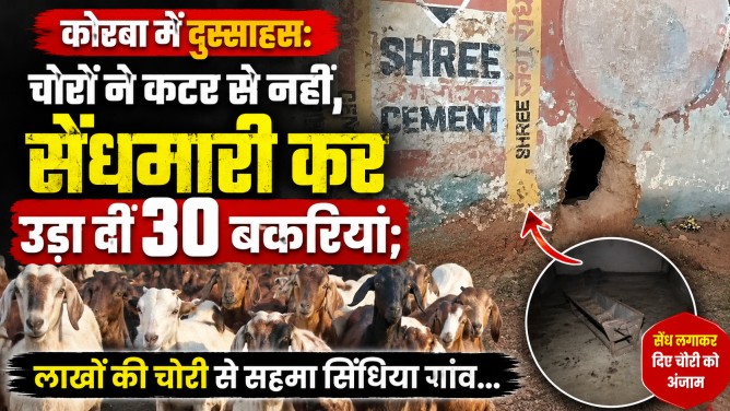 कोरबा में दुस्साहस: चोरों ने कटर से नहीं, सेंधमारी कर उड़ा दीं 30 बकरियां; लाखों की चोरी से सहमा सिंधिया गांव…